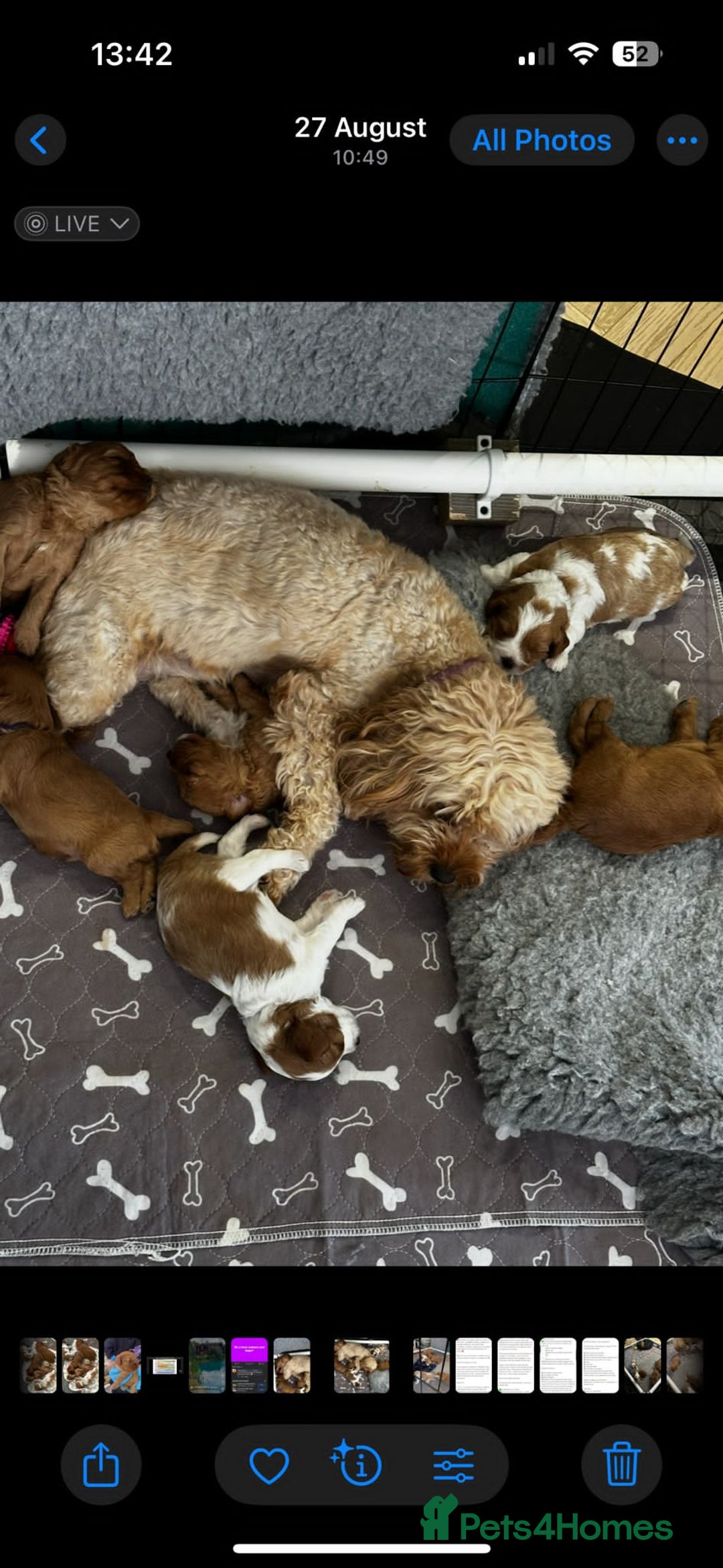 Cavapoo dogs for sale: Beautiful Cavapoo F2 puppies  for sale - Image 2