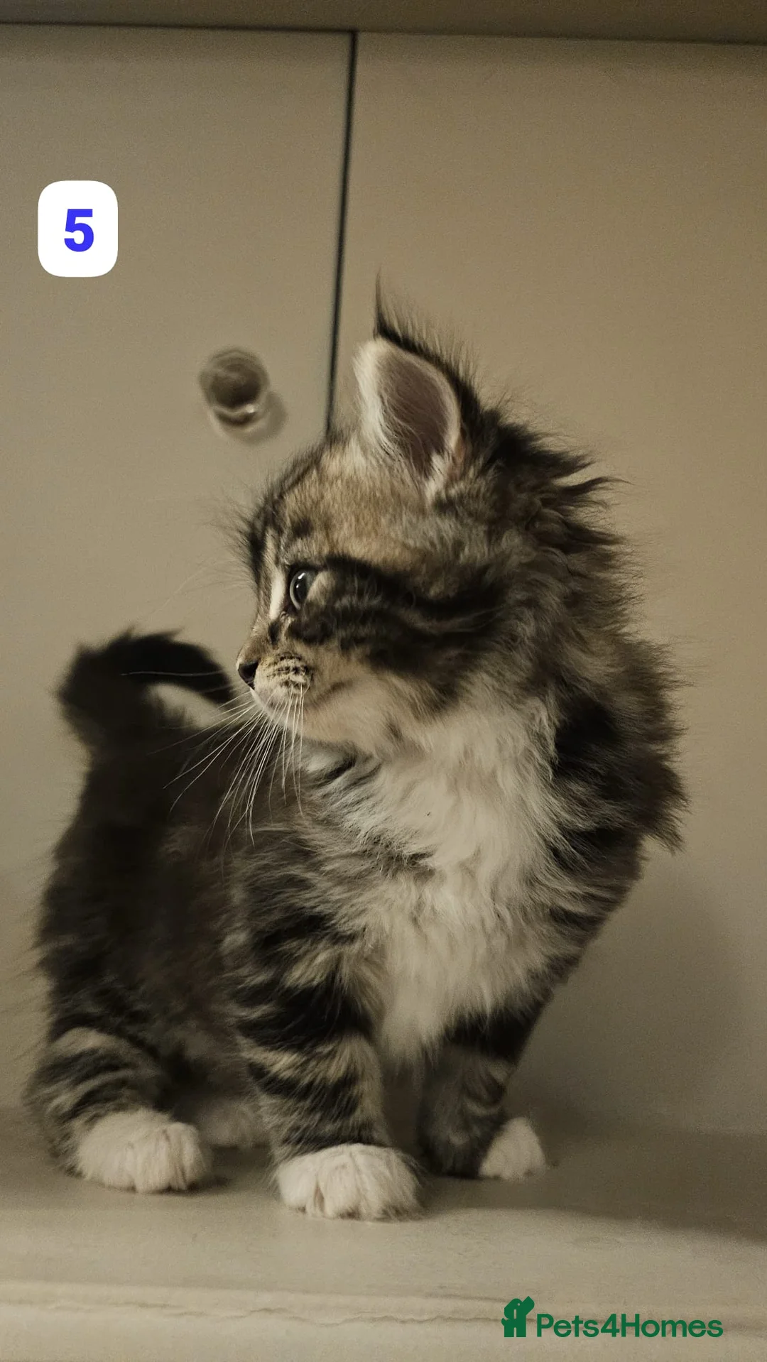 Maine Coon cats for sale: 7 Beautiful Maine Coon x Kittens - Advert 11