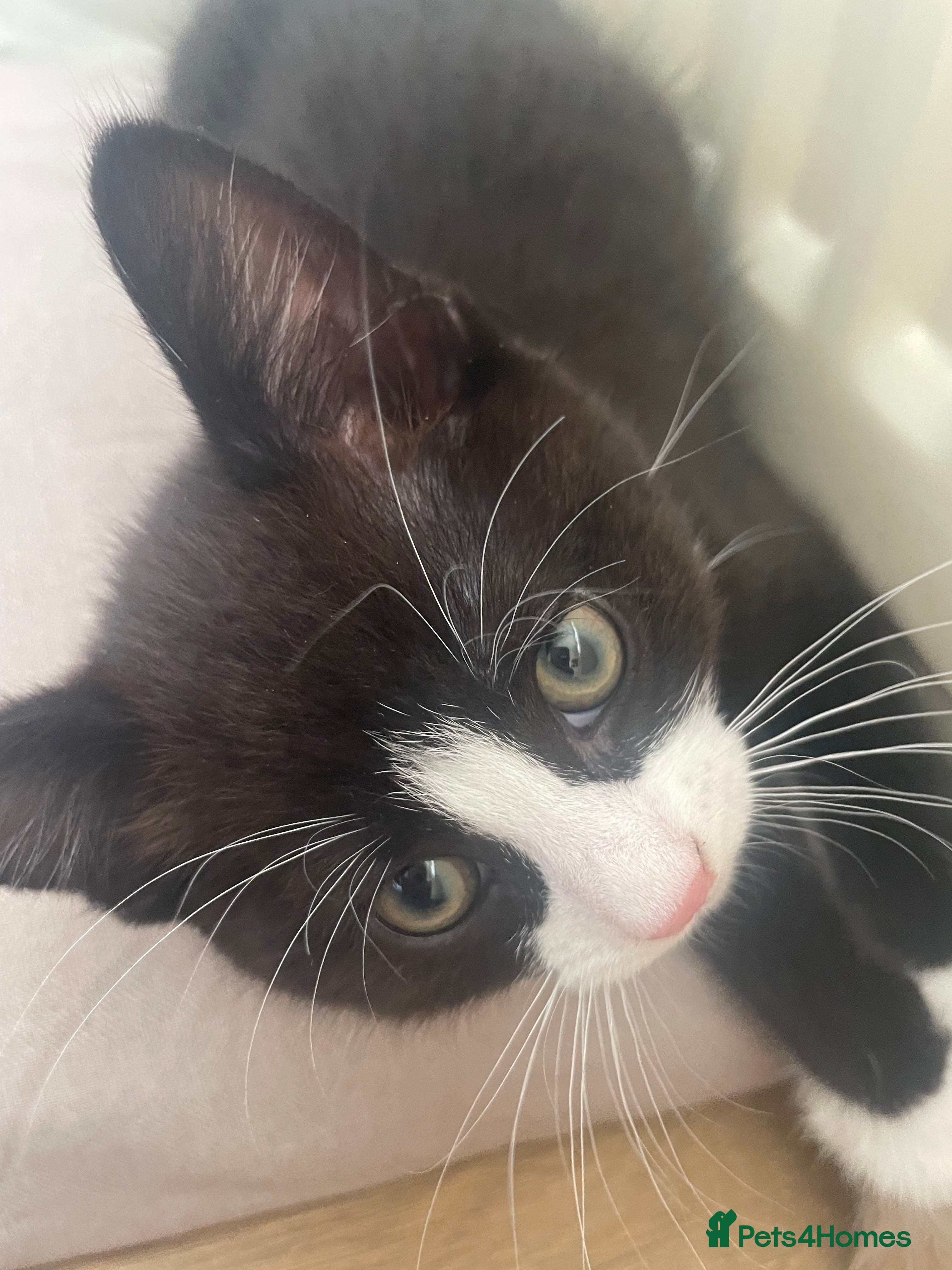 Mixed Breed cats for sale: 2 Cute Kittens  - Advert 3