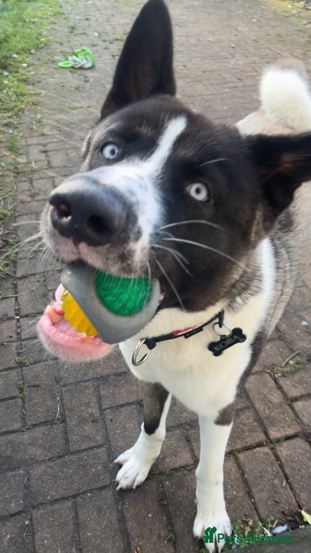 Huskita dogs for sale: 2 year old huskita - Image 13