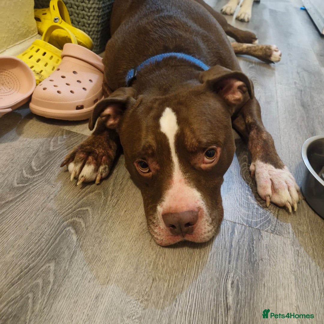 Mixed Breed dogs for sale: Staff x american bulldog looking for forever home - Image 5