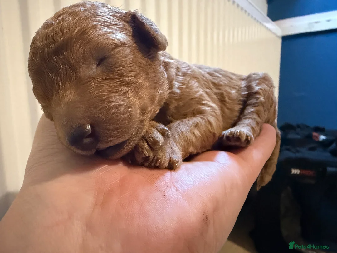 Cockapoo dogs for sale: Stunning Black & Brown Cockapoo Puppies! 🐾 - Advert 19