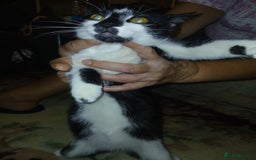 European cats for sale: 3 adorable kittens for sale  - Image 15