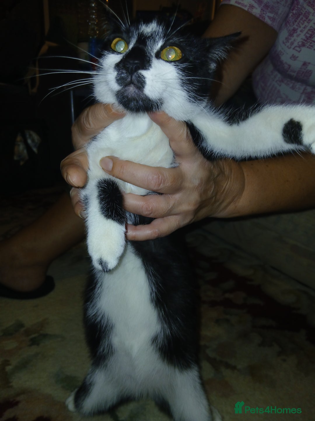 European cats for sale: 3 adorable kittens for sale  - Image 15