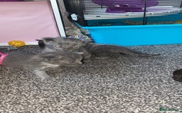 Mixed Breed cats for sale: Litter of 5 beautiful grey and Smokey kittens 🐱  - Image 9