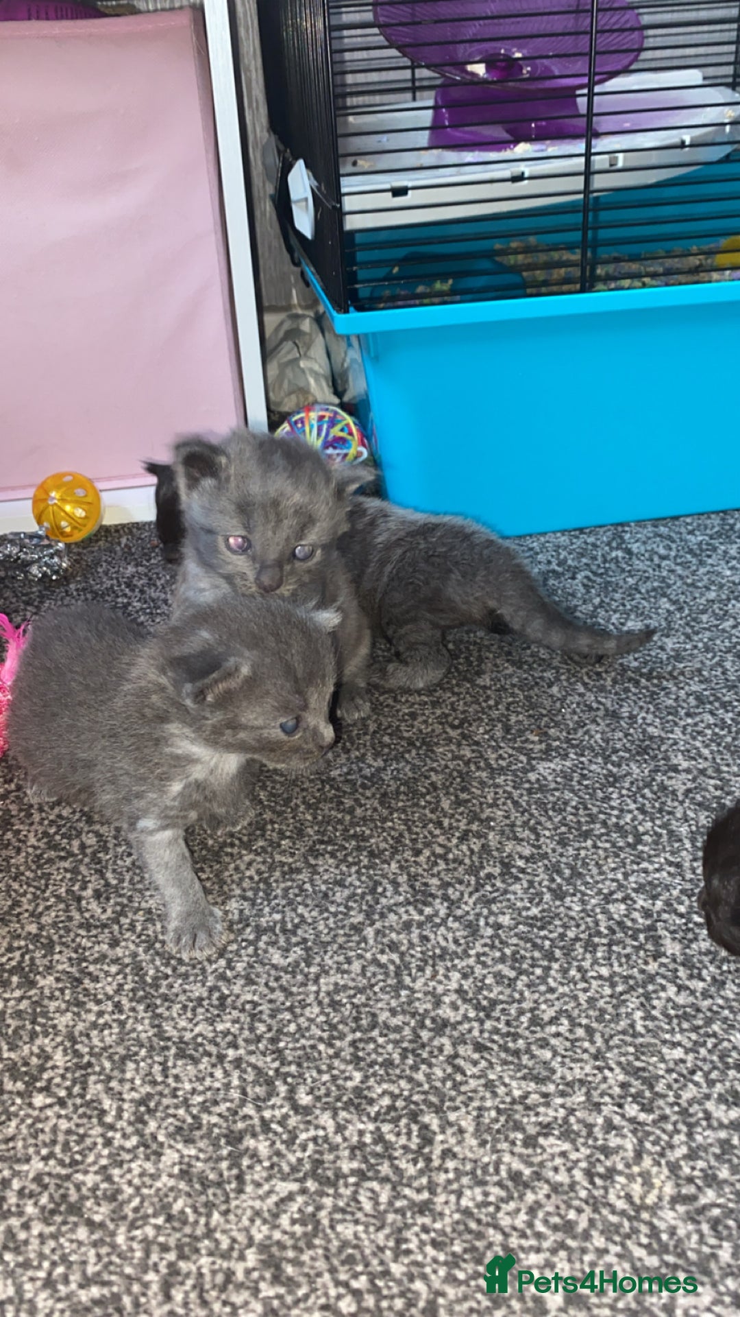 Mixed Breed cats for sale: Litter of 5 beautiful grey and Smokey kittens 🐱  - Image 9