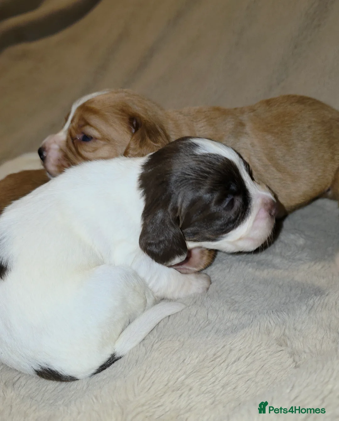 Cocker Spaniel dogs for sale: Cocker spaniel pups ready NEXT WEEK - Advert 20