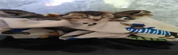 Scottish Fold cats for sale: Exceptional Scottish fold and Straight kittens - Advert 16