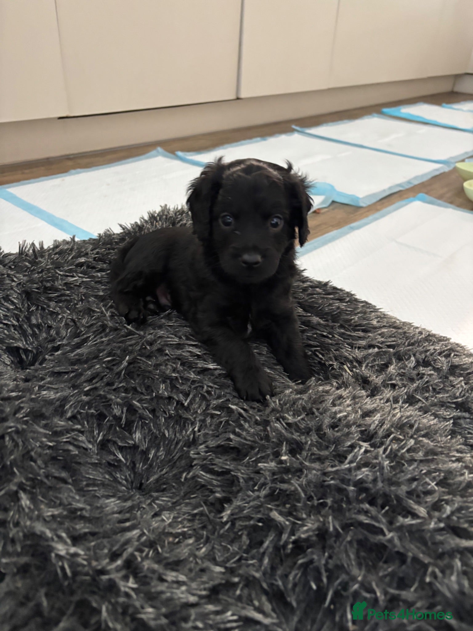 Cavapoo dogs Cute little cavas looking for their forever home!  - Advert 8