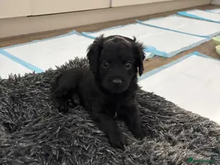 Cavapoo dogs Cute little cavas looking for their forever home! - Advert 8