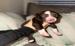 Mixed Breed dogs for sale: Olde English Bulldogge/Staffy bull Collie mix - Image 27