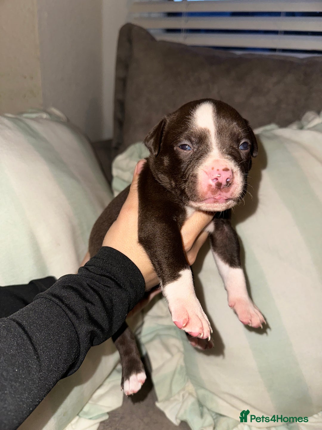 Mixed Breed dogs for sale: Olde English Bulldogge/Staffy bull Collie mix - Image 27