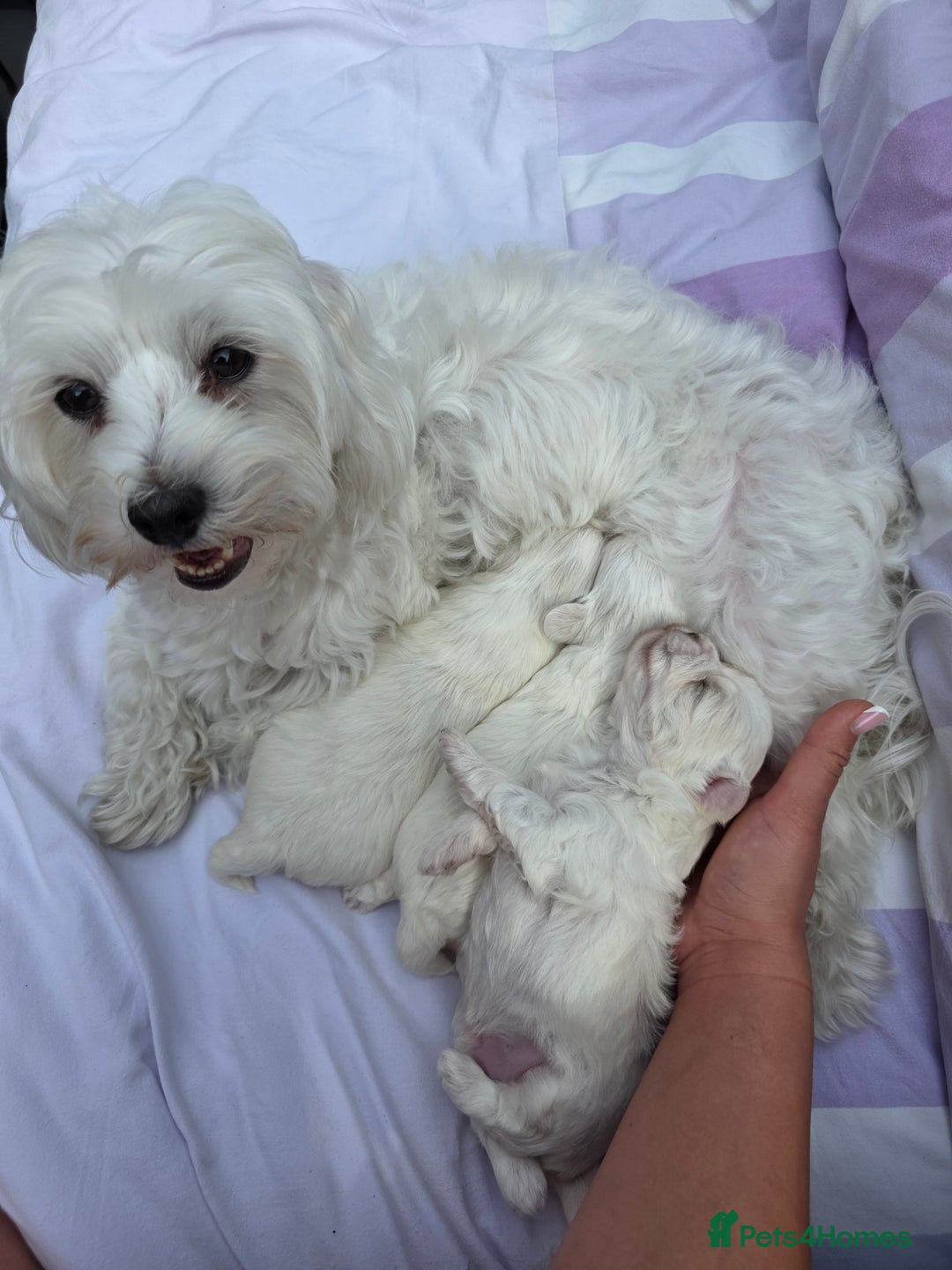 Maltese dogs for sale: Bichon Maltese - Image 12