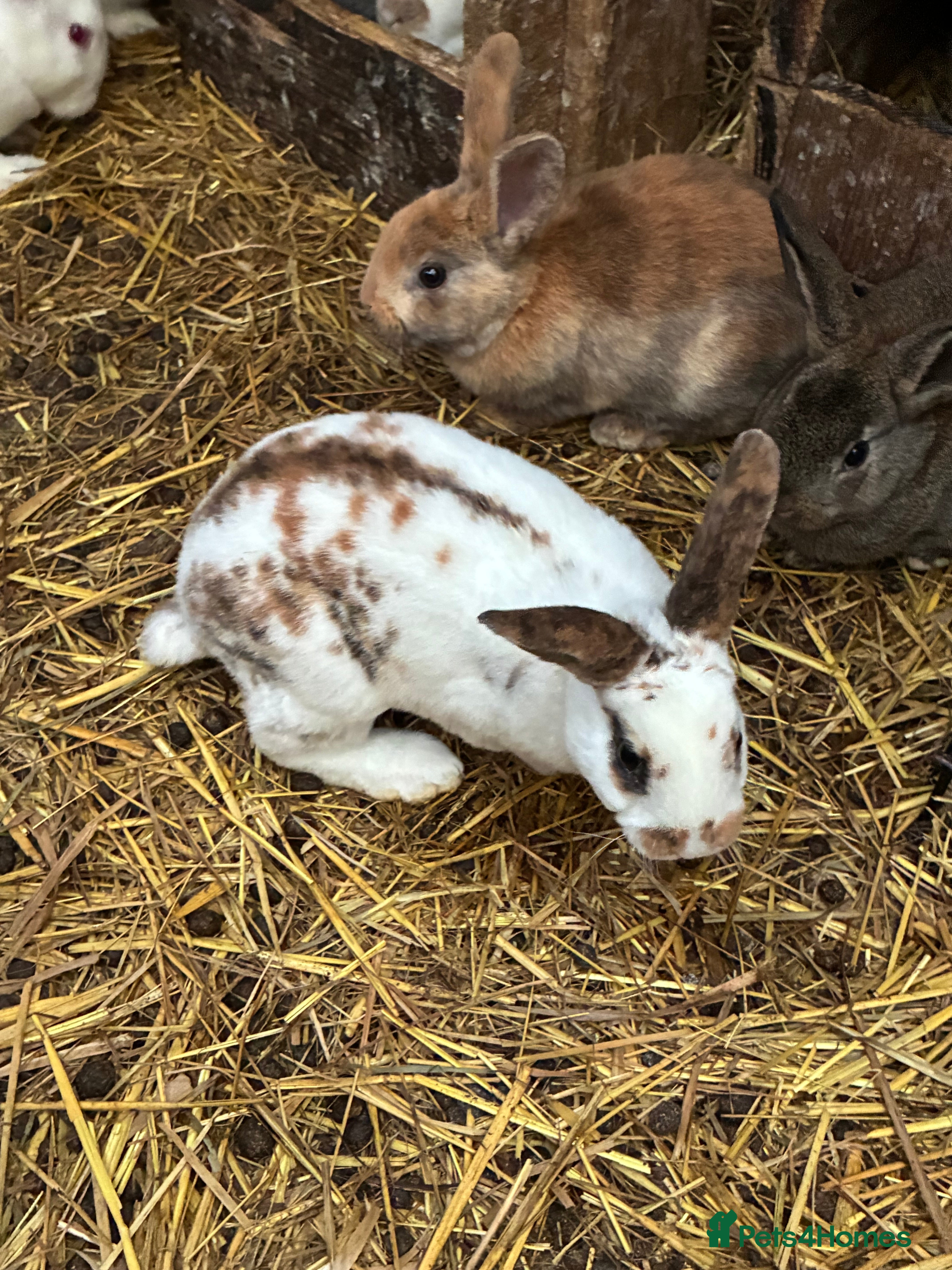 Rex rabbits Rex, velvet and mixed bunnies  - Advert 3