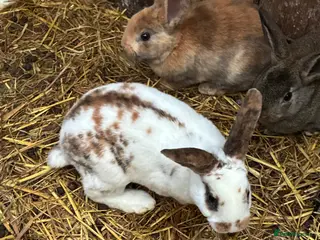 Rex rabbits Rex, velvet and mixed bunnies - Advert 3