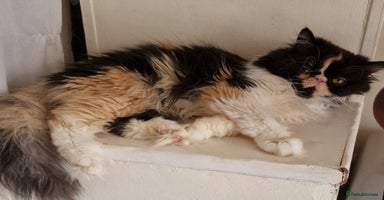 Maine Coon cats - Advert 12