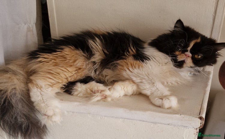 Maine Coon cats - Advert 3
