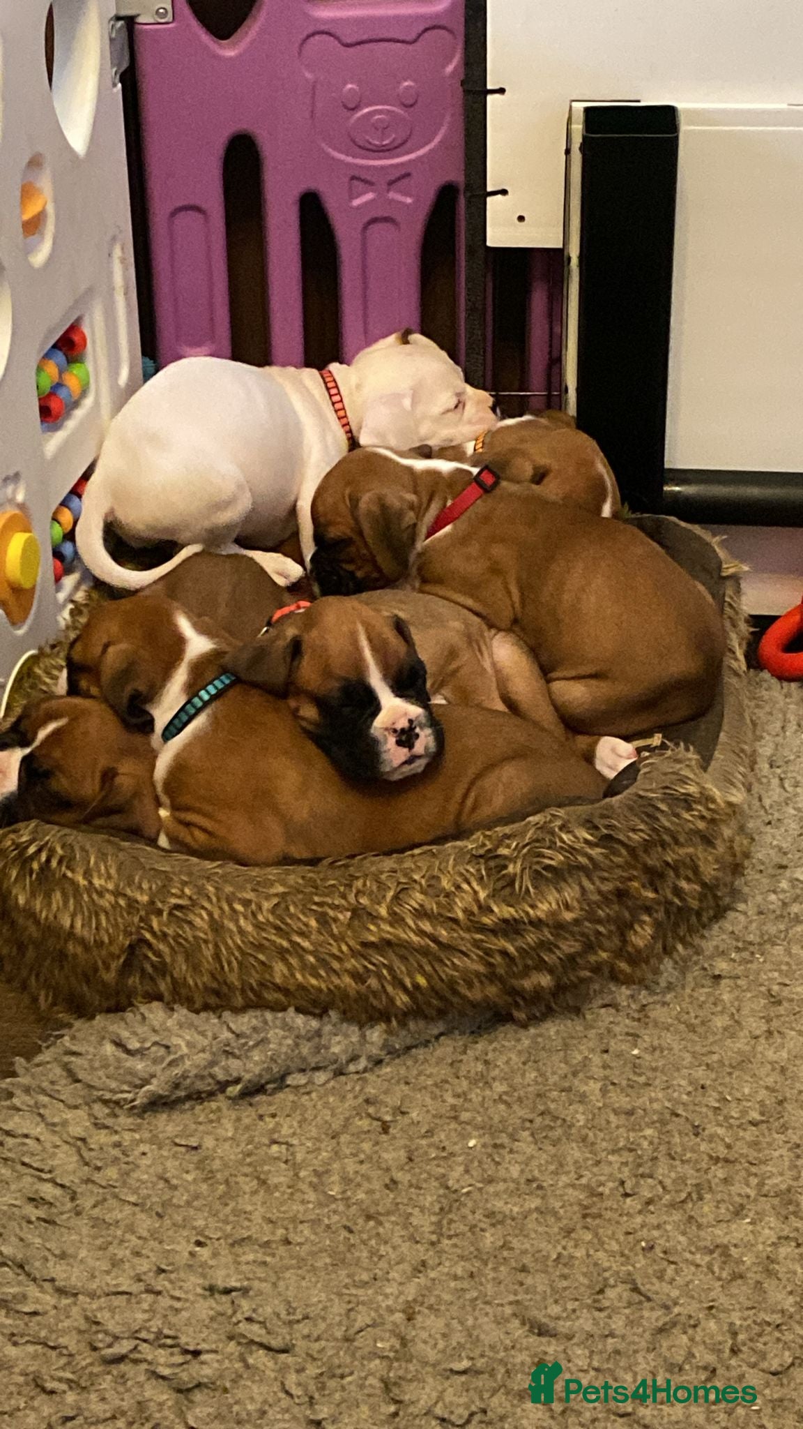 Boxer dogs for sale: Kc boxers for sale - Advert 2
