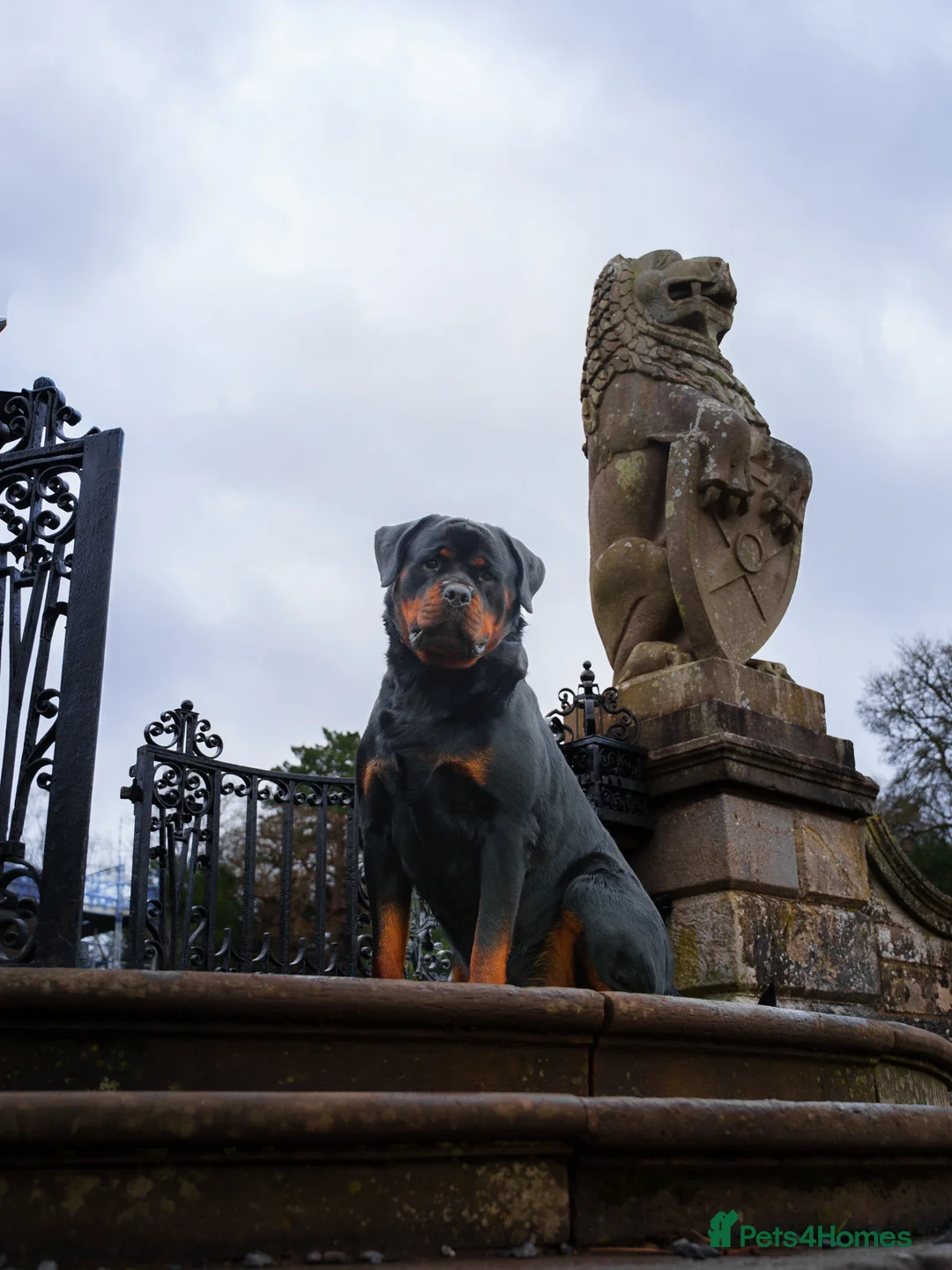 Rottweiler dogs for stud: Proven Health Tested Rottweiler Stud in Arrochar - Advert 6