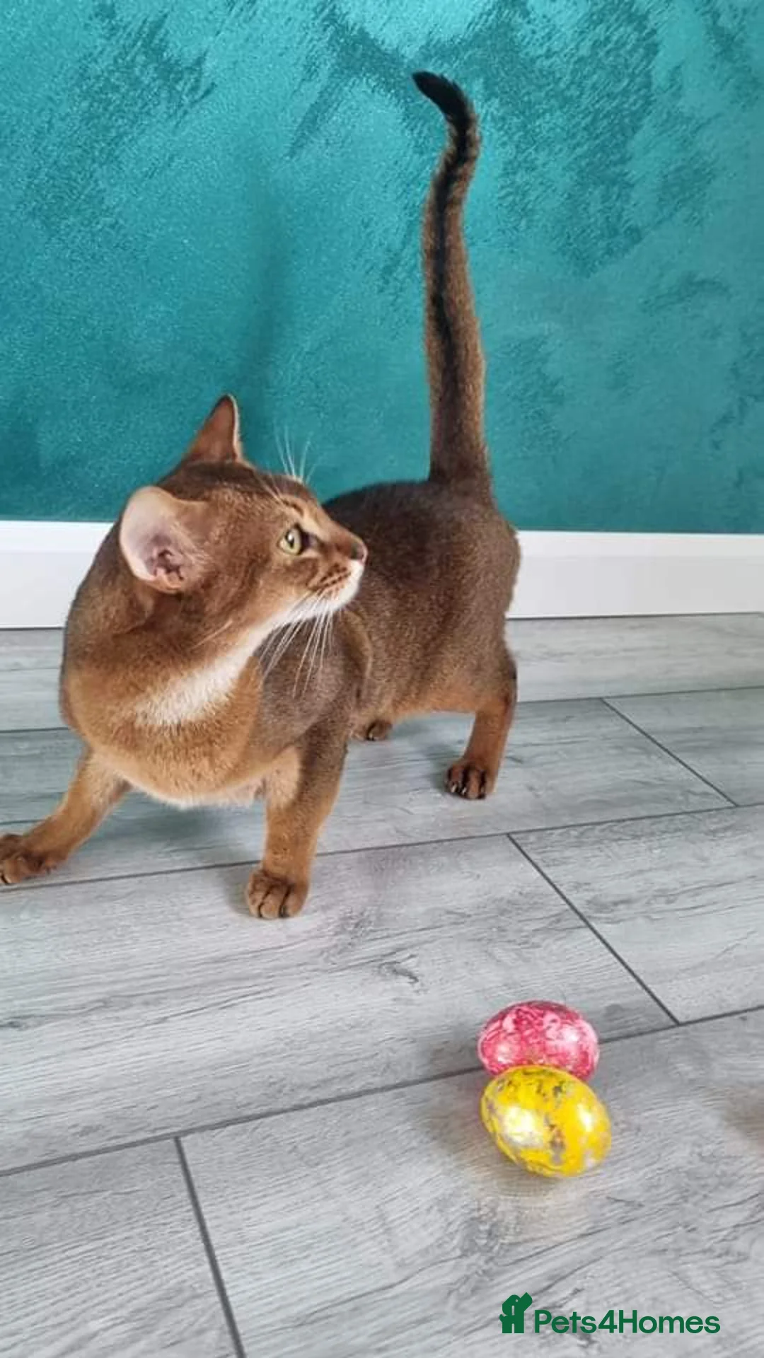 Abyssinian cats for stud: 🔥TICA active abbysinian boy for stud🔥 in Bury Saint Edmunds - Advert 9