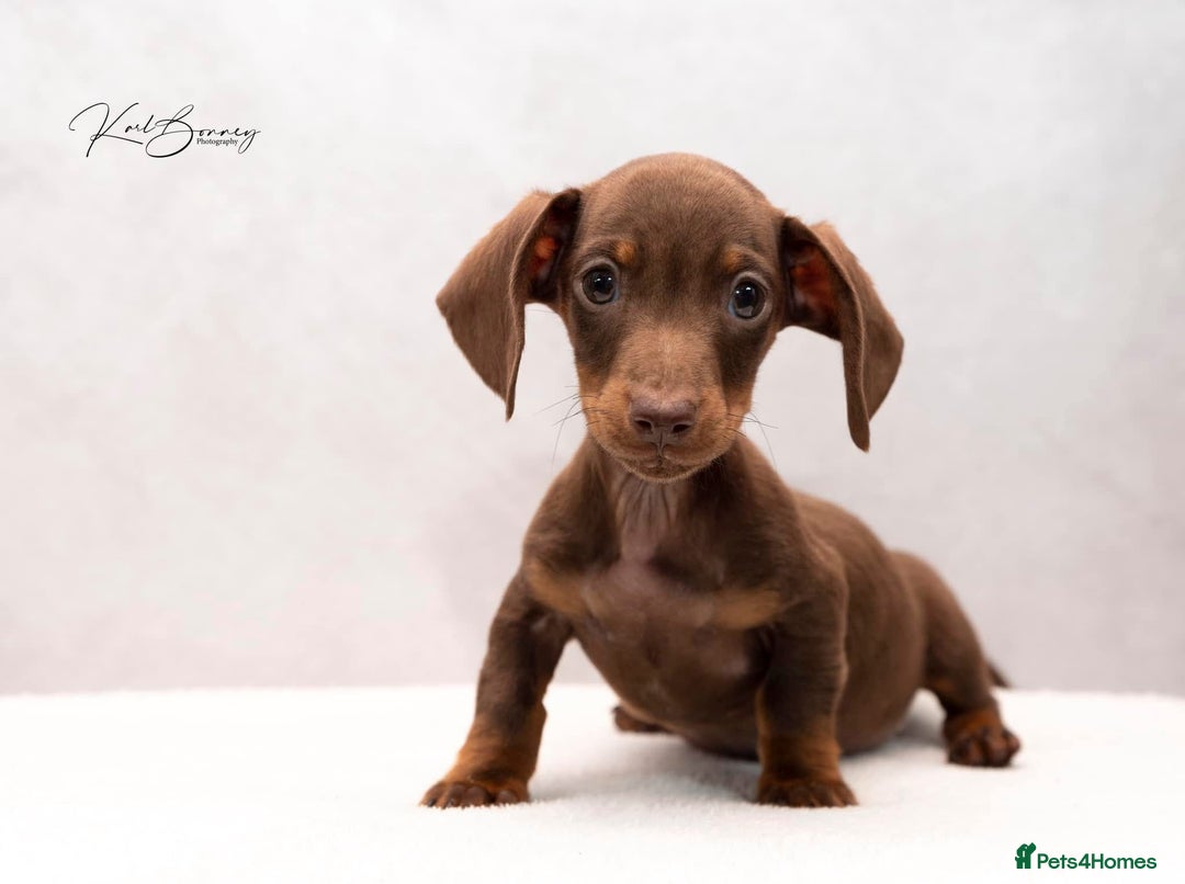 Miniature Dachshund dogs for sale: ONE TINY CHOC/TAN smooth haired male dachshund - Image 33