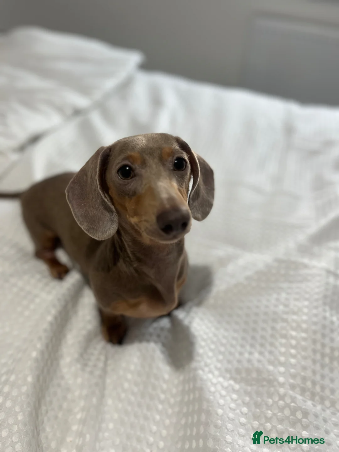 Miniature Dachshund dogs for sale: KC Registered Dachshund Puppies in Derby - Advert 4