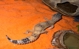 Leopard Gecko reptiles for sale: Leopard gecko & full set up exo terra 45x45x30cm.  - Image 2