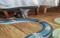 British Shorthair cats for sale: Pedigree British Shorthair kittens - Image 12