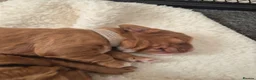 Cockapoo dogs for sale: Beautiful F1 cockapoos - 4 reserved! - Advert 31