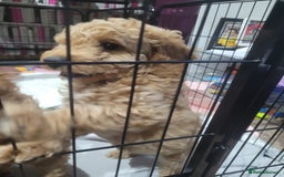 Cockapoo dogs for sale: Sweet boy cockapoo - Advert 8