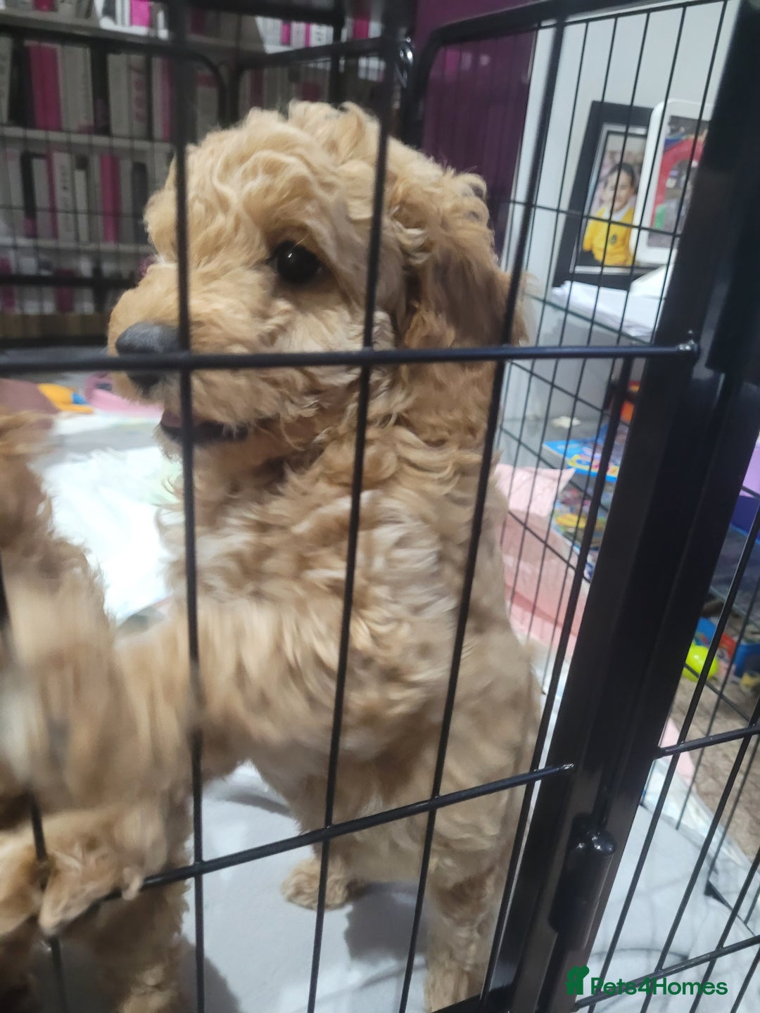 Cockapoo dogs for sale: Sweet boy cockapoo - Advert 8