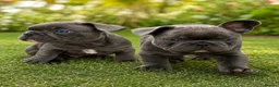 French Bulldog dogs for sale: aa blues lilacs  Frenchie pups  - Advert 7