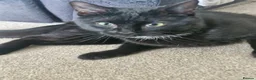 Domestic Shorthair cats for sale: A beautiful friendly Young Black Cat Young male - Advert 4