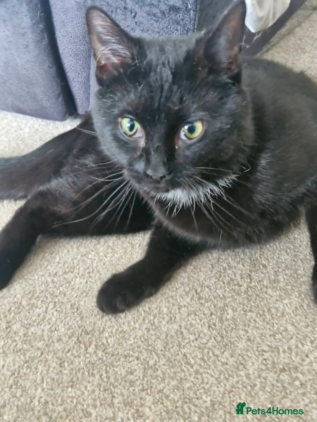Domestic Shorthair cats for sale: A beautiful friendly Young Black Cat Young male - Advert 4