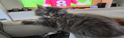 Maine Coon cats for sale: 1 female Maine coons ready to leave now  - Advert 10
