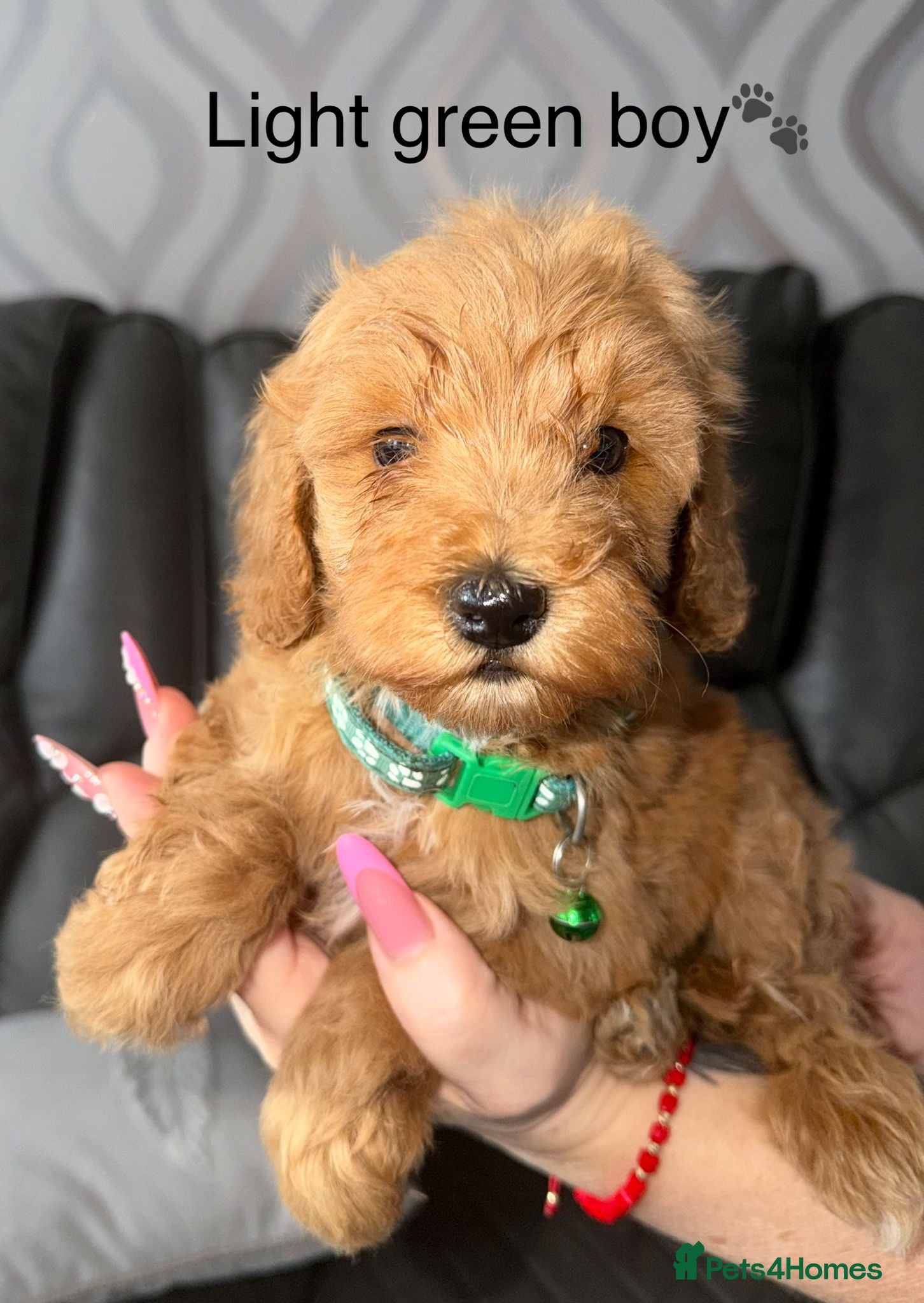 Cavapoo dogs F1B Cavapoo | DNA Tested Mum | Ready 8th April - Advert 6