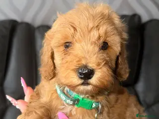 Cavapoo dogs F1B Cavapoo | DNA Tested Mum | Ready 8th April - Advert 4