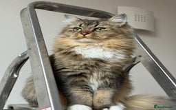 British Longhair cats for sale: Rehoming Purebred British Longhair  - Image 1