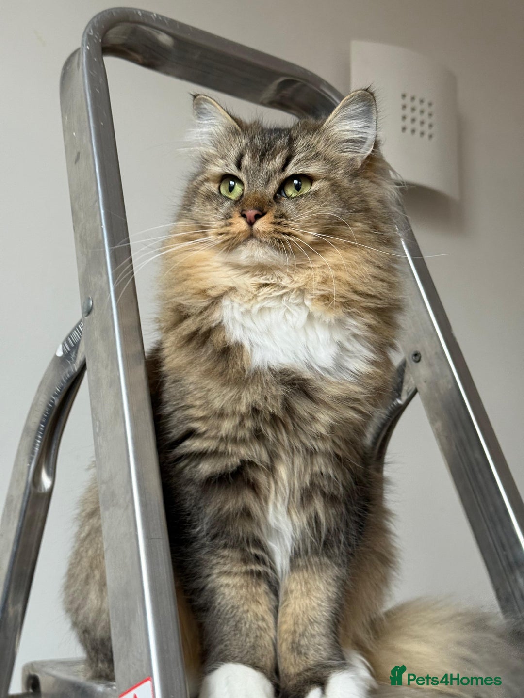 British Longhair cats for sale: Rehoming Purebred British Longhair  - Image 1