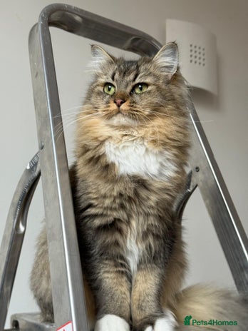 British Longhair cats - Advert 9