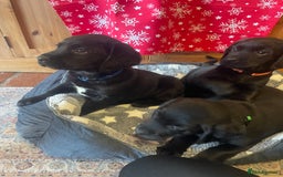 Springador dogs for sale: Beautiful Springador Puppies  - Advert 8