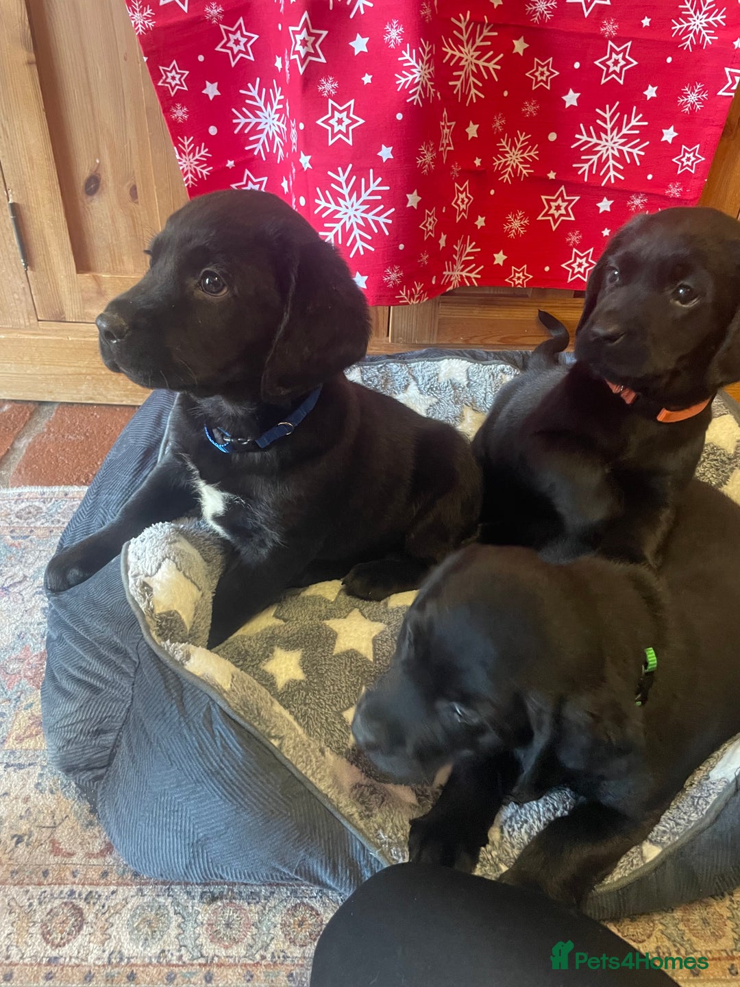 Springador dogs for sale: Beautiful Springador Puppies  - Advert 8