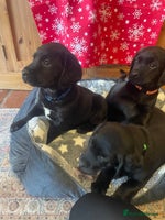 Springador dogs Beautiful Springador Puppies - Advert 7