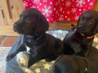 Springador dogs Beautiful Springador Puppies - Advert 8