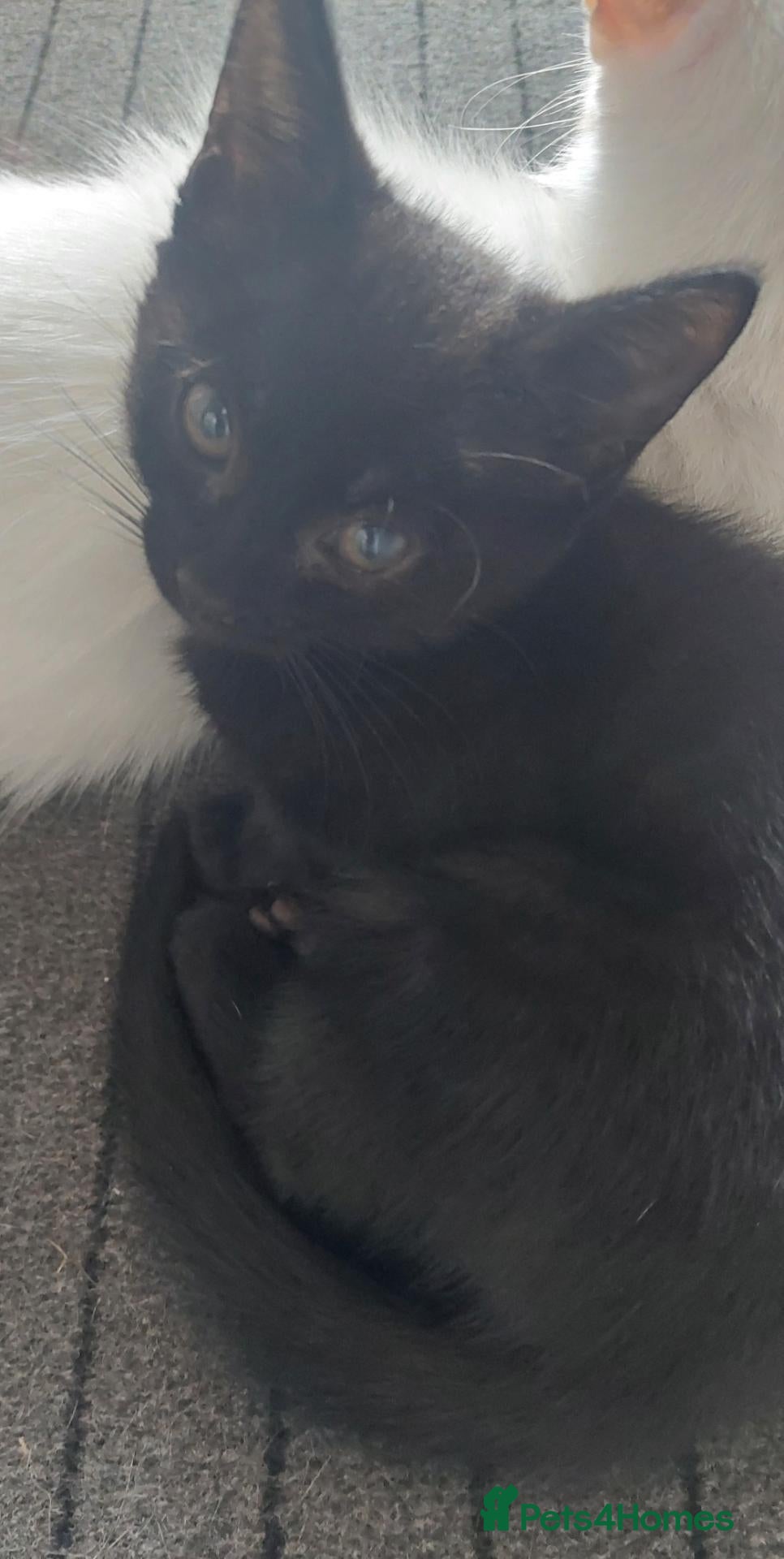 Mixed Breed cats 2 kittens girls for sale - Advert 3
