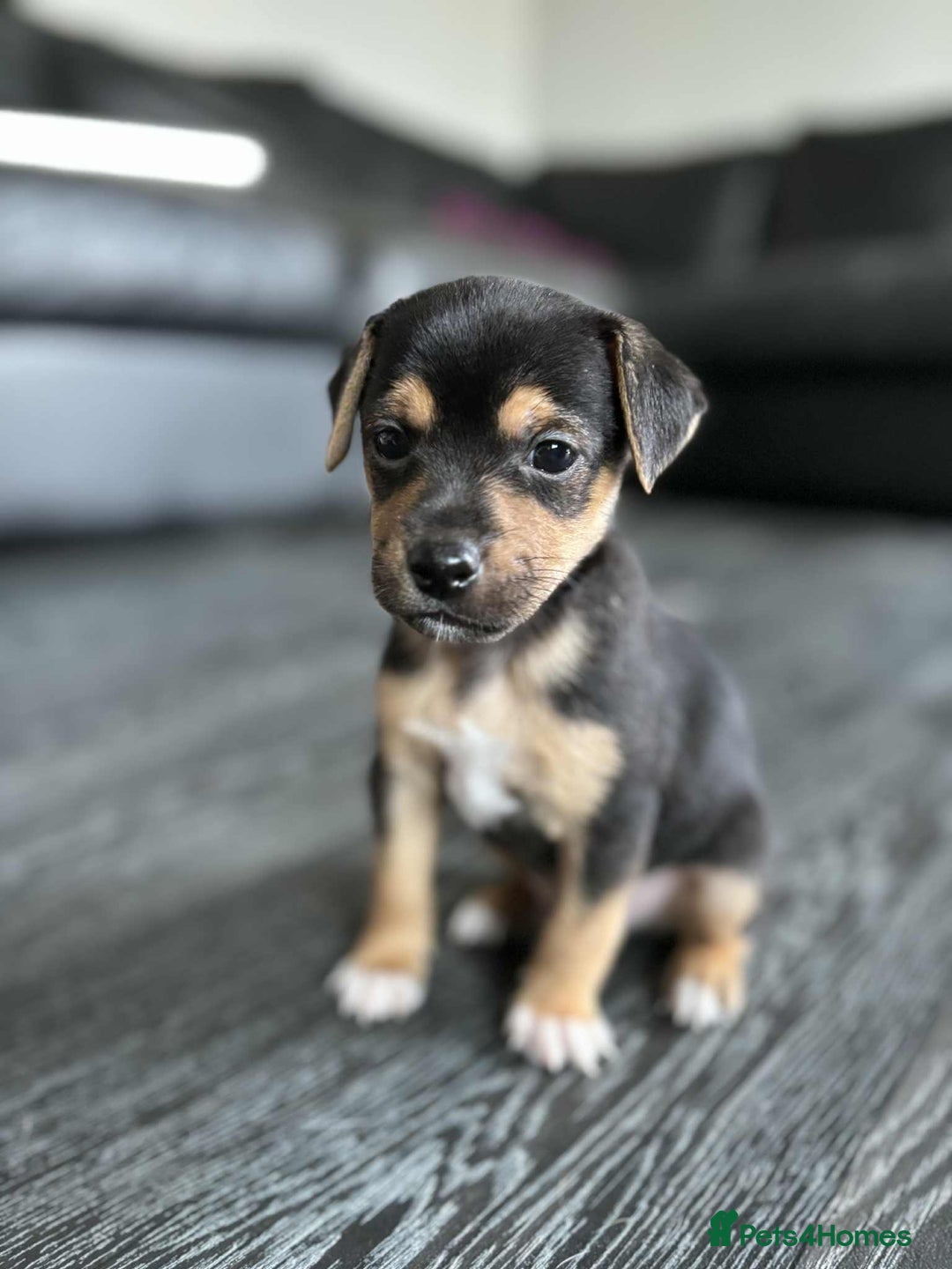 Jack Russell dogs for sale: Beautiful litter of Jack Russell pups - Image 8