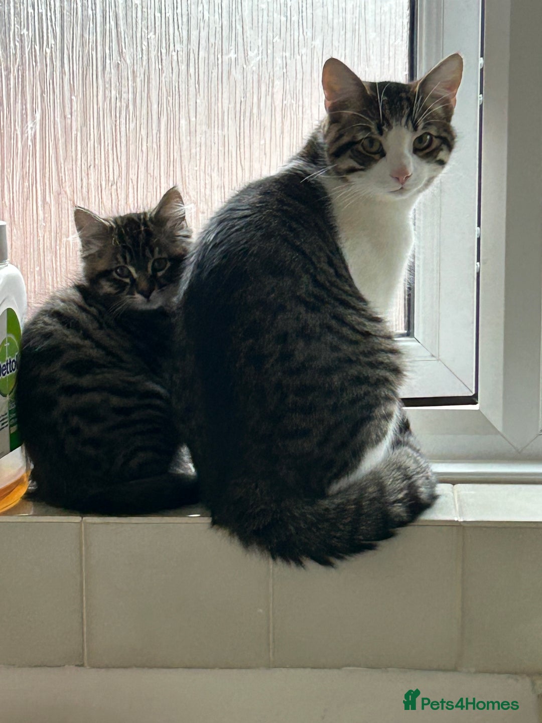 Maine Coon cats for sale: Fluffy female white black tabby male - Image 7