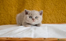 British Shorthair cats for sale: Stunning British Shorthair kittens - rare colours - Image 12