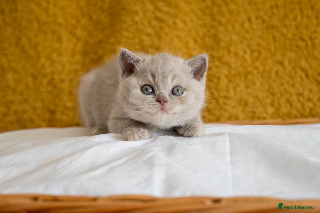 British Shorthair cats for sale: Stunning British Shorthair kittens - rare colours - Image 12