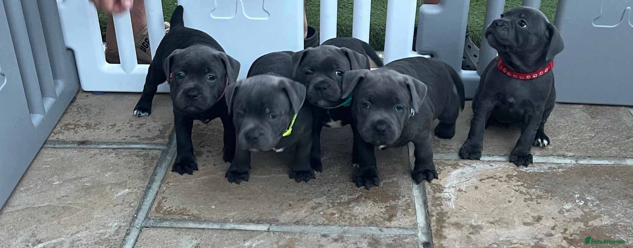 Staffordshire Bull Terrier dogs Stunning KC registered Staffy puppies 💙💙🩷🩷🩷 - Advert 1